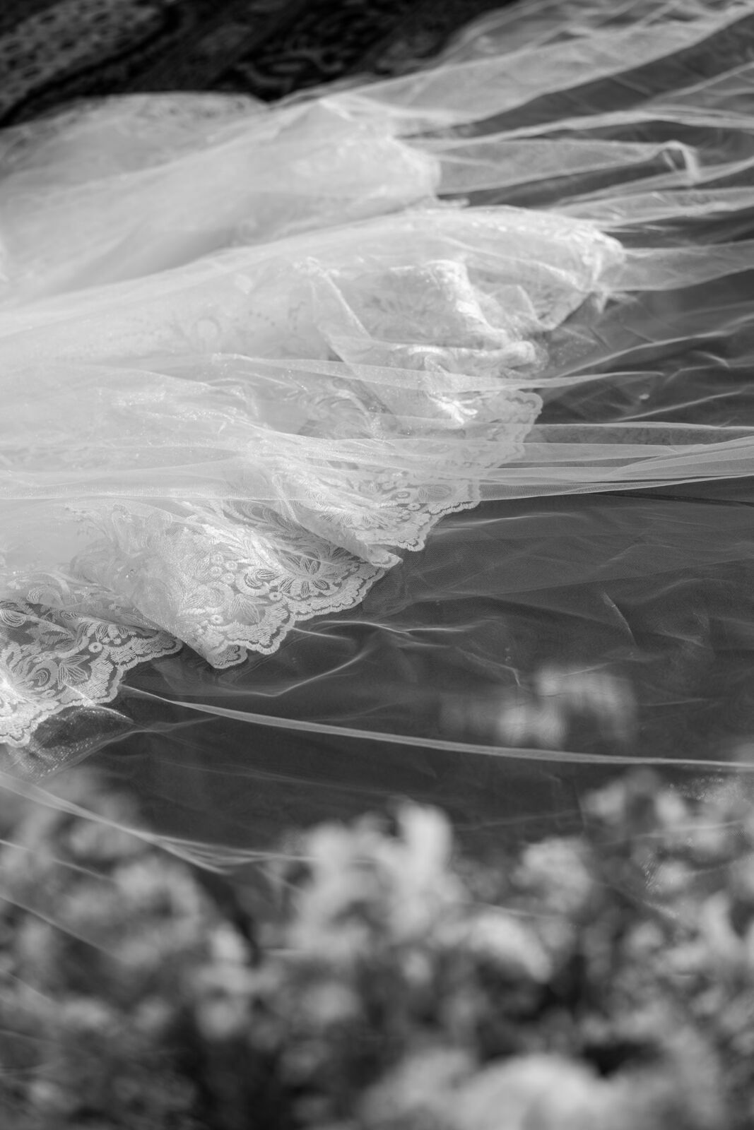 Foto Palacio de Cristal- Casamento Ariany e Raphael- Uberlândia Minas Gerais Foto Palacio de Cristal- Casamento Ariany e Raphael- Uberlândia Minas Gerais - Imagem 93